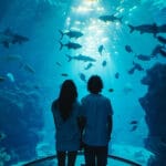 The Ultimate Guide to Aquariums in Brisbane